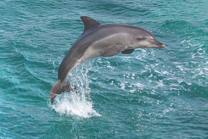 West Oahu Afternoon Turtle Snorkel Sail - Spinner dolphins: great odds, but not a guaranteed cameo