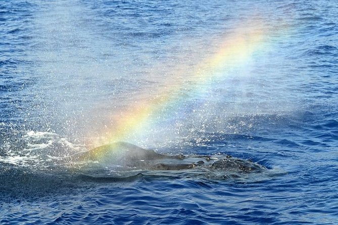 West Oahu Deluxe Whale Watching Sail - Setting sail from Waiʻanae, with views that start fast