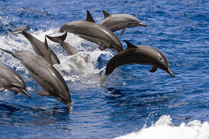West Oahu Deluxe Whale Watching Sail - The boat setup: why seating and space matter more than you think