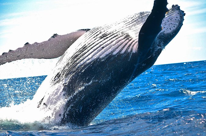 West Oahu Deluxe Whale Watching Sail - Premium bar drinks and snacks: the value you feel fast
