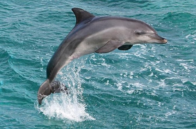 West Oahu Deluxe Whale Watching Sail - Should you book the West Oahu Deluxe Whale Watching Sail?