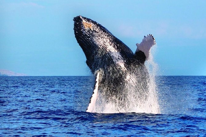 West Oahu Deluxe Whale Watching Sail - Whale time: how the hunt works and what “guaranteed” really means