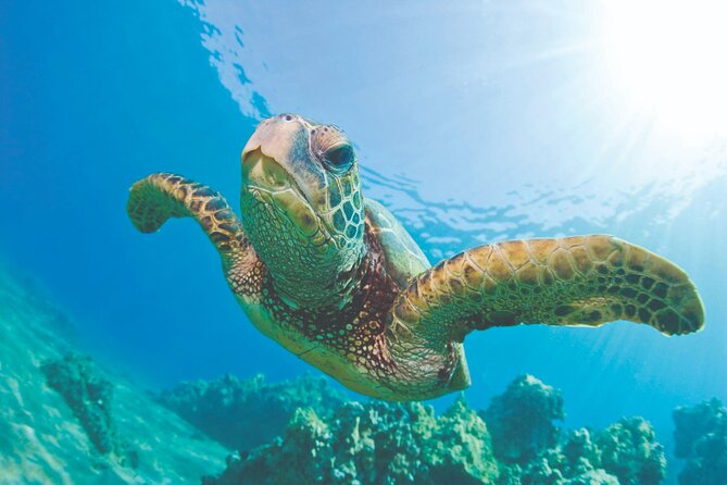 West Oahu Dolphin Watch and Snorkel Sail with Lunch - Key points to know before you go