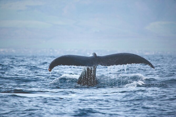 West Oahu Dolphin Watch and Snorkel Sail with Lunch - Motion sickness, hot decks, and simple packing moves