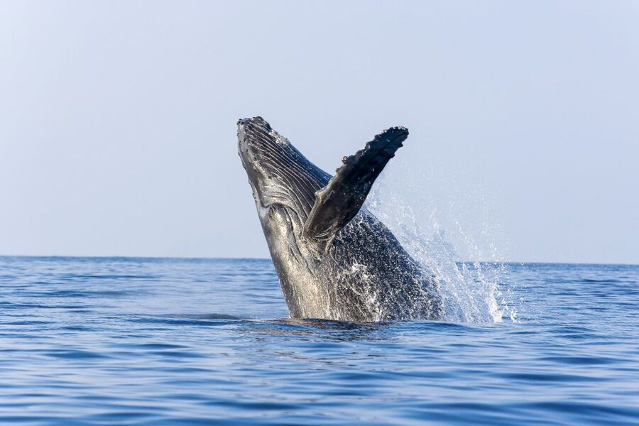 West Oahu: Eco-Friendly Whale Watching Cruise - Key highlights at a glance