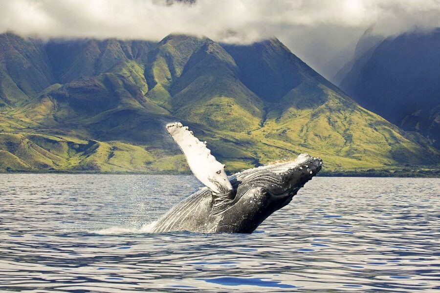 West Oahu: Eco-Friendly Whale Watching Cruise - Wai‘anae Harbor to the Waianae Mountains: Your 1:30 PM Start