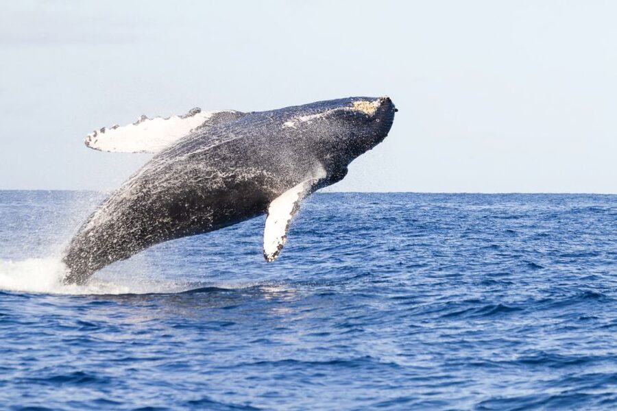West Oahu: Eco-Friendly Whale Watching Cruise - On-Board Comfort: Shaded Seats, Open Air, and Restrooms