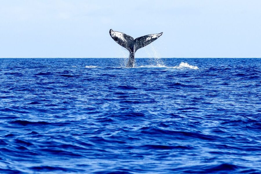 West Oahu: Eco-Friendly Whale Watching Cruise - Sea Conditions and Motion: How to Reduce Rough-Water Odds