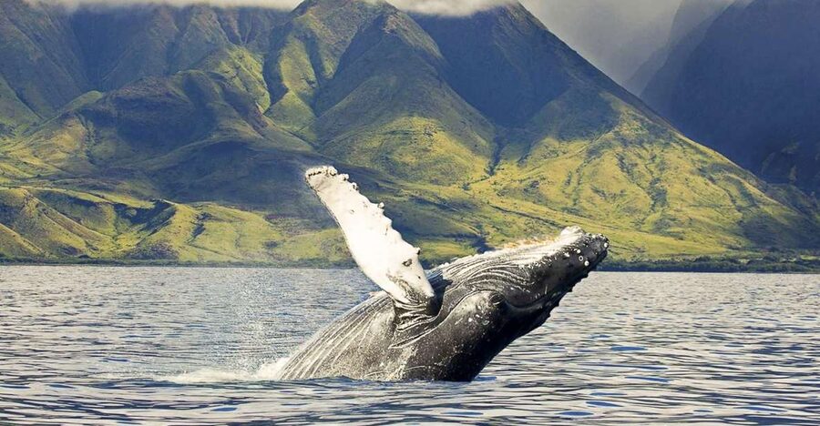 West Oahu: Eco-Friendly Whale Watching Cruise - Guaranteed Humpback Sightings, and How the Re-Ride Works