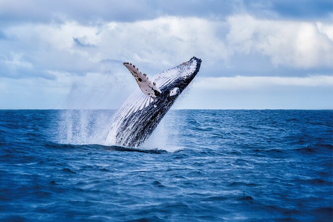 Whale & Dolphin Watching, Turtle Snorkeling - Key Points Worth Knowing Before You Go