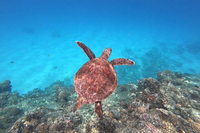 Whale & Dolphin Watching, Turtle Snorkeling - How the 3-Hour Catamaran Mixes Whales, Dolphins, and Turtle Snorkeling