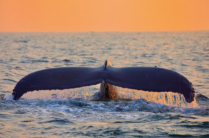 Whale & Dolphin Watching, Turtle Snorkeling - Lunch, Snacks, and the On-Board Comfort Reality Check