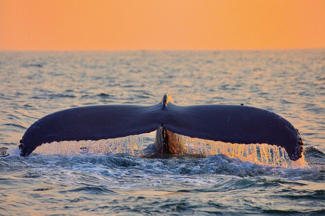 Whale & Dolphin Watching, Turtle Snorkeling - Safety Rules You Should Plan Around: Shoes Off and No Bananas