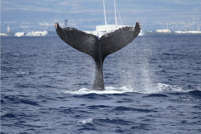 Whale Watch Cruise Aboard The Majestic - Maunalua Bay and the Whale-Watching Strategy That Works