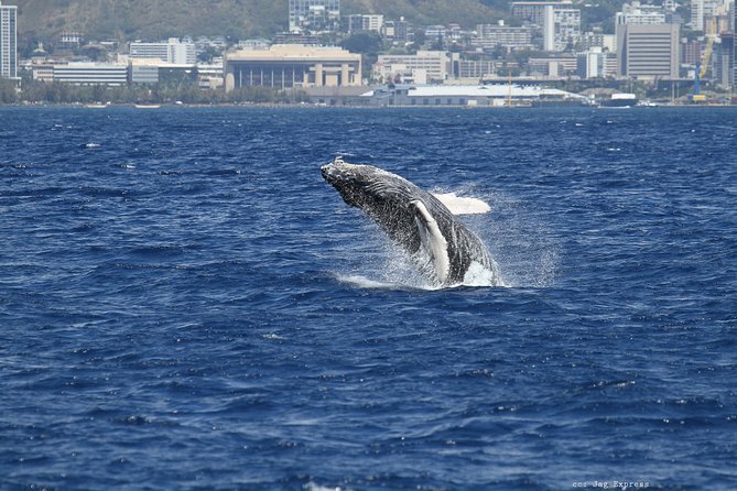 Whale Watch Cruise Aboard The Majestic - The Scenic Stops: Diamond Head, Waikiki, and Honolulu Skyline