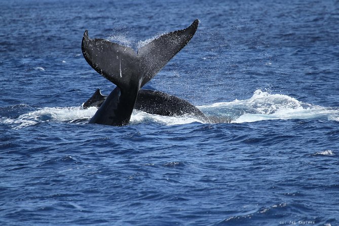 Whale Watch Cruise Aboard The Majestic - When Whales Show Up Close, the Moment Feels Real