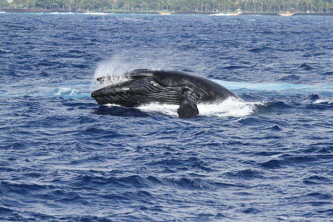 Whale Watch Cruise Aboard The Majestic - Live Hawaiian Music, Food, and the Little Extras