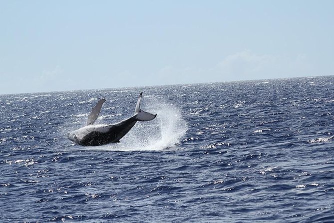 Whale Watch Cruise Aboard The Majestic - Price and Value: Is $85.09 Worth It?