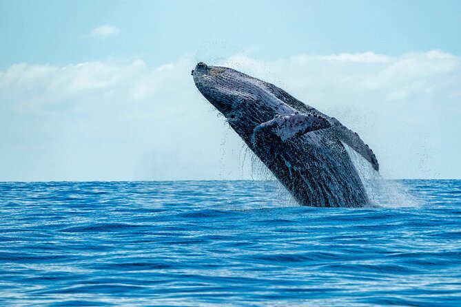 Whale Watching Adventure -Speed Boat & Small Group - Key highlights to know before you go