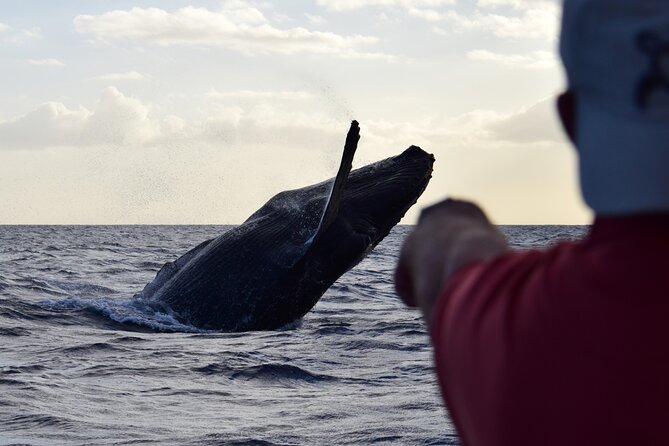 Whale Watching Adventure -Speed Boat & Small Group - Finding Pier A, Slip A15, and Maori Warrior II