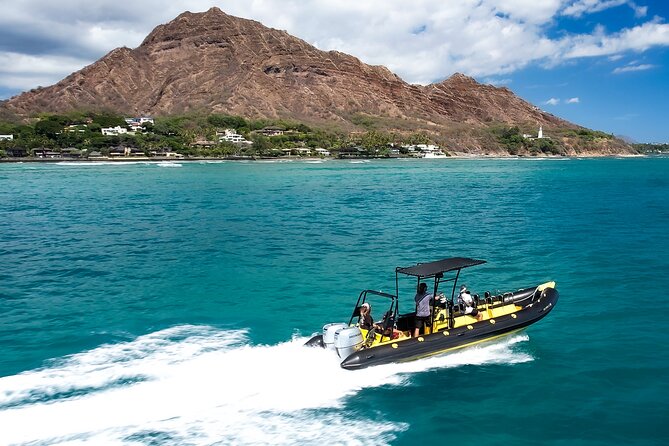 Whale Watching Adventure -Speed Boat & Small Group - Is it worth $105? A value check for a small, fast whale search