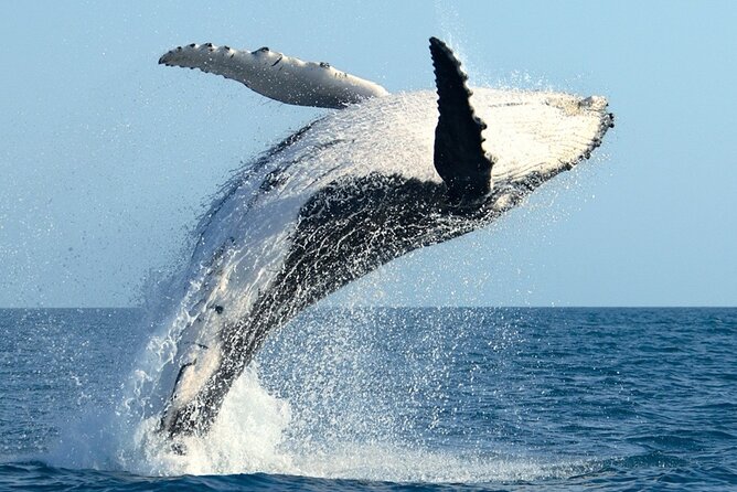 Whale Watching and Sunrise Breakfast Cruise in Honolulu - A 1.5-hour Sunrise Plan Along Waikiki