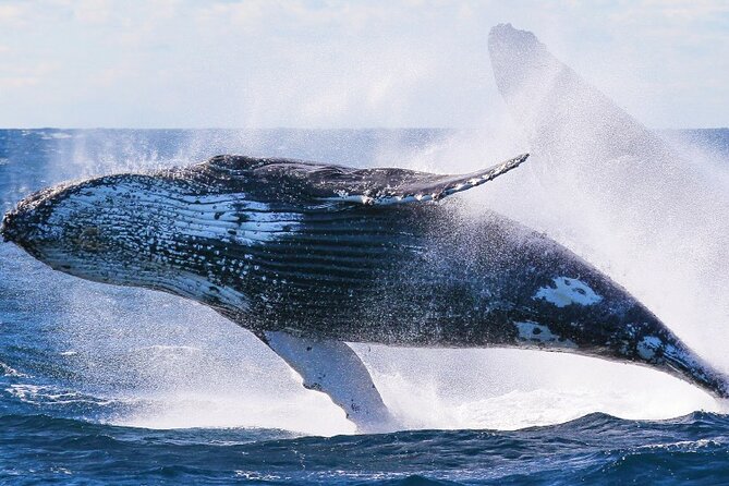 Whale Watching and Sunrise Breakfast Cruise in Honolulu - Who This Cruise Fits Best