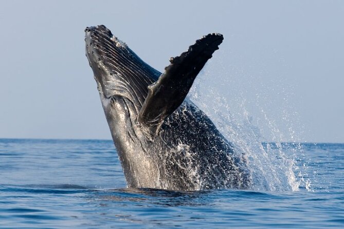 Whale Watching and Sunrise Breakfast Cruise in Honolulu - The Decision: Should You Book This Sunrise Whale Cruise?