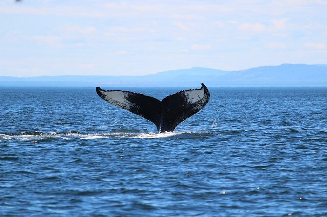 Whale Watching Cruise in Honolulu - Upper deck whale spotting near Waikiki, and what you’re really signing up for