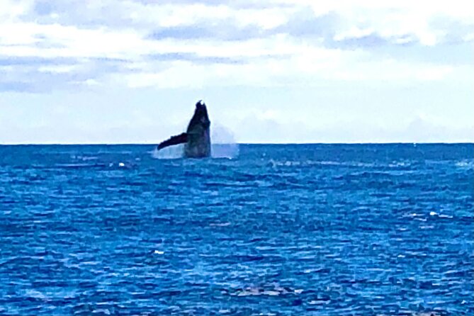 Whale Watching Cruise in Honolulu - The crew, the spotting game, and how communication changes everything
