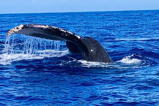 Whale Watching Cruise in Honolulu - Boat comfort and viewing: spacious upper deck, stable ride, and what to wear