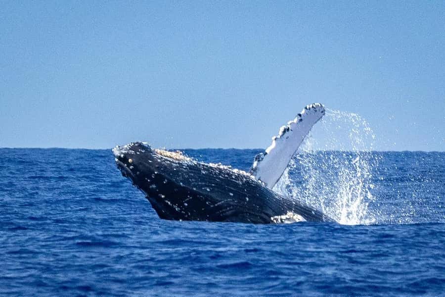 Whale Watching Cruise in Waikiki Oahu - SEE THE HUMPBACKS! - Key Things I’d Book This For