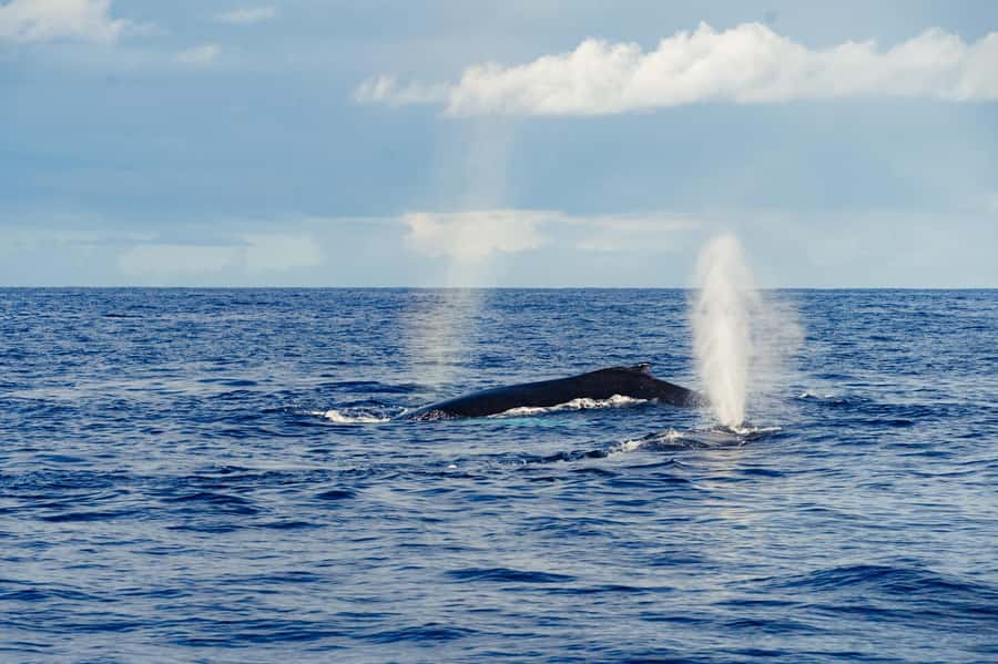 Whale Watching Cruise in Waikiki Oahu - SEE THE HUMPBACKS! - Kewalo Basin Check-In, the Island Princess Setup