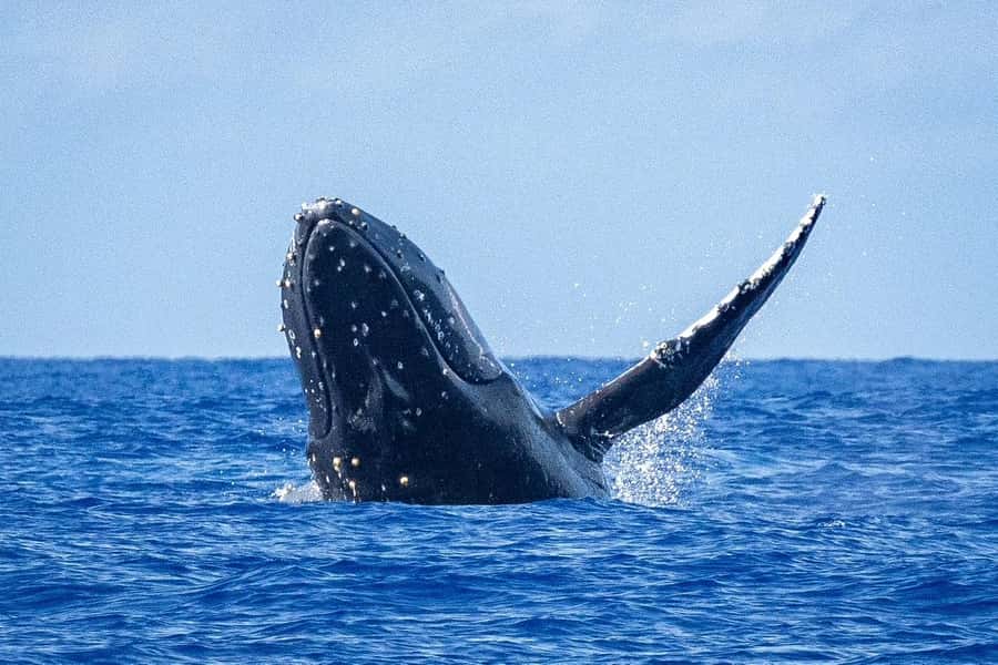Whale Watching Cruise in Waikiki Oahu - SEE THE HUMPBACKS! - The Big Story: Humpbacks Returning from Alaska