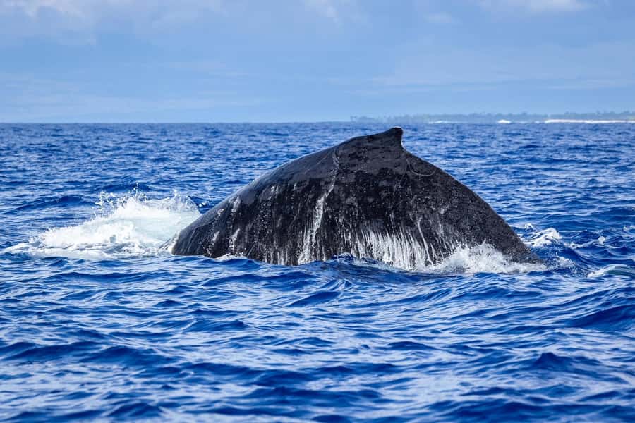 Whale Watching Cruise in Waikiki Oahu - SEE THE HUMPBACKS! - Spotting Tips That Actually Help (No Magic, Just Better Watching)