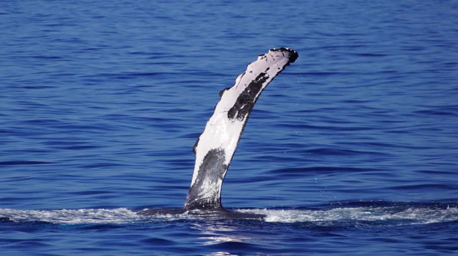 Whale Watching Cruise in Waikiki Oahu - SEE THE HUMPBACKS! - Waikiki Views and the Ride Experience You Can Feel