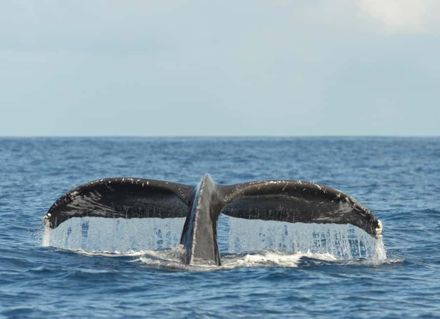 Whale Watching Cruise in Waikiki Oahu - SEE THE HUMPBACKS! - Crew Quality Matters, From Captain Ryan to Wylie