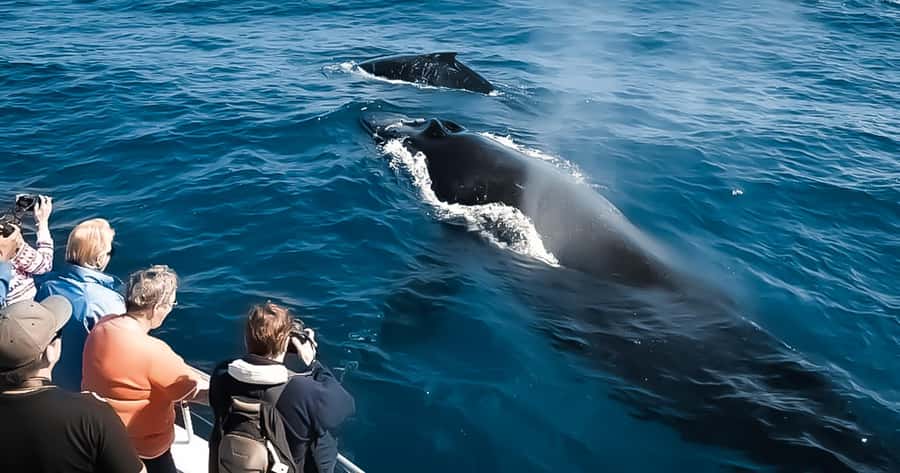 Whale Watching Cruise in Waikiki Oahu - SEE THE HUMPBACKS! - 2.5-Hour Humpback Watch in Waikiki Water