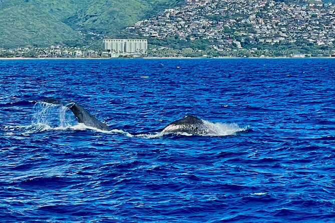 Whale Watching & Late Breakfast Cruise in Honolulu - The Prince Kuhio boat experience: why the upper deck matters
