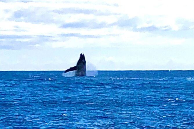 Whale Watching & Late Breakfast Cruise in Honolulu - Breakfast onboard: Kona coffee, taro French toast, and loco moco
