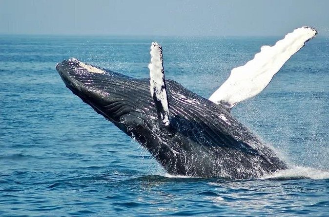Whale Watching Sail in Honolulu with Open Bar - Boarding at the Beach Near 2169 Kālia Rd: Tides Change the Exact Spot