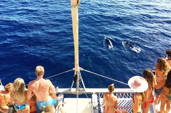 Whale Watching Sail in Honolulu with Open Bar - Parking and Getting There: Practical Support for Drivers