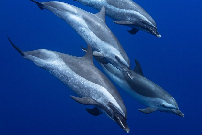 Wild Dolphin Watching and Snorkel Safari Off West Coast of Oahu - The 7:00 am vs 10:30 am day plan (and why it changes your logistics)