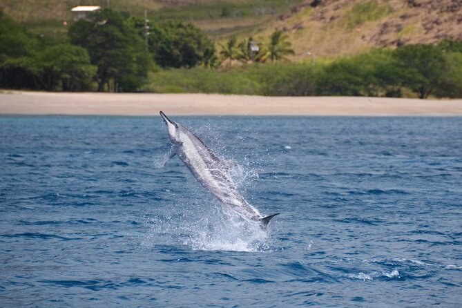 Wild Dolphin Watching and Snorkel Safari Off West Coast of Oahu - How the morning flows: cruise, wildlife viewing, lunch, then snorkeling