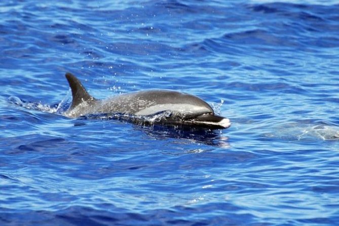 Wild Dolphin Watching and Snorkel Safari Off West Coast of Oahu - Snorkeling gear details that actually matter