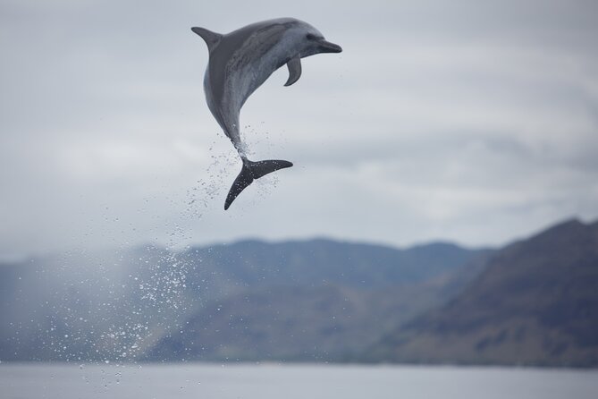 Wild Dolphin Watching and Snorkel Safari Off West Coast of Oahu - The crew approach: calm, respectful, and genuinely marine-focused