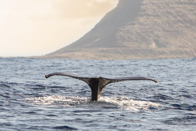 Wild Dolphin Watching and Snorkel Safari Off West Coast of Oahu - Price and value: what you really get for $193.88