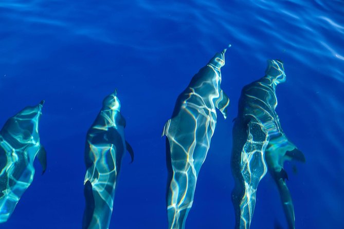 Wild Dolphin Watching and Snorkel Safari Off West Coast of Oahu - Weather, timing, and why sightings vary (even when the crew is great)